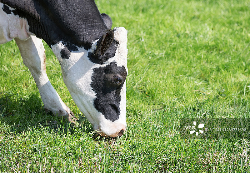 吃草的母牛图片素材