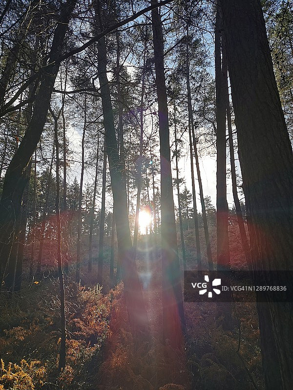 英格兰萨里郡冬季森林漫步图片素材