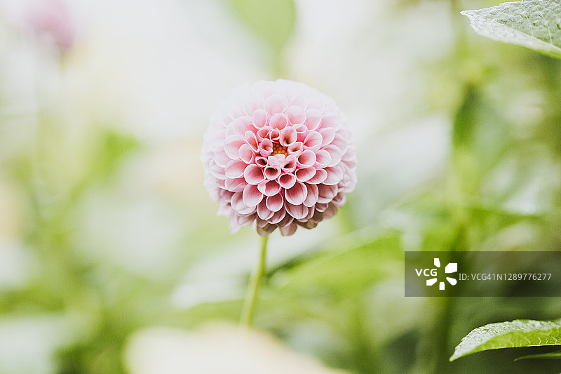 大丽花图片素材