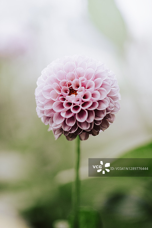 大丽花图片素材