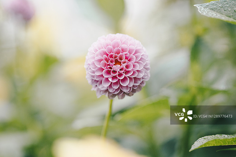 大丽花图片素材