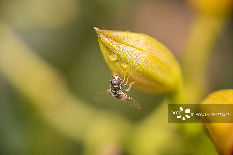 封闭花蕾上苍蝇的微距照片图片素材