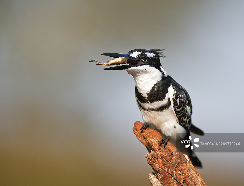 斑鱼狗图片素材