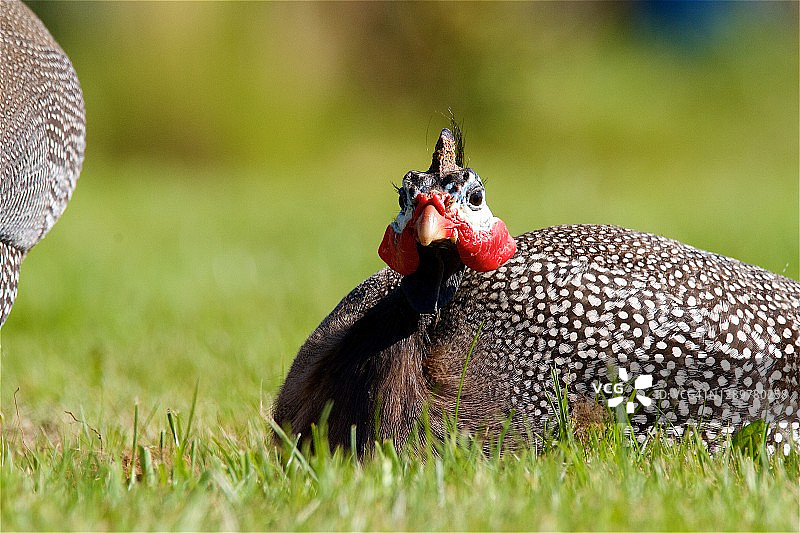 休息中的盔 Guinea 鸡（珍珠鸡）图片素材