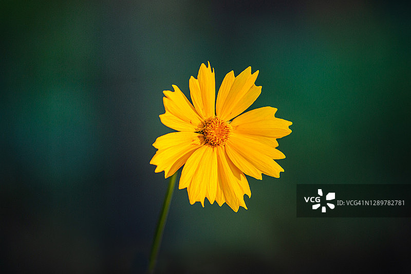 黄色花朵图片素材