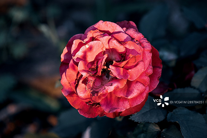 红玫瑰图片素材