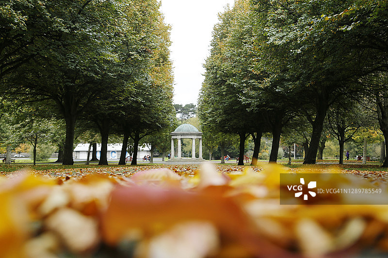 秋天的树叶图片素材