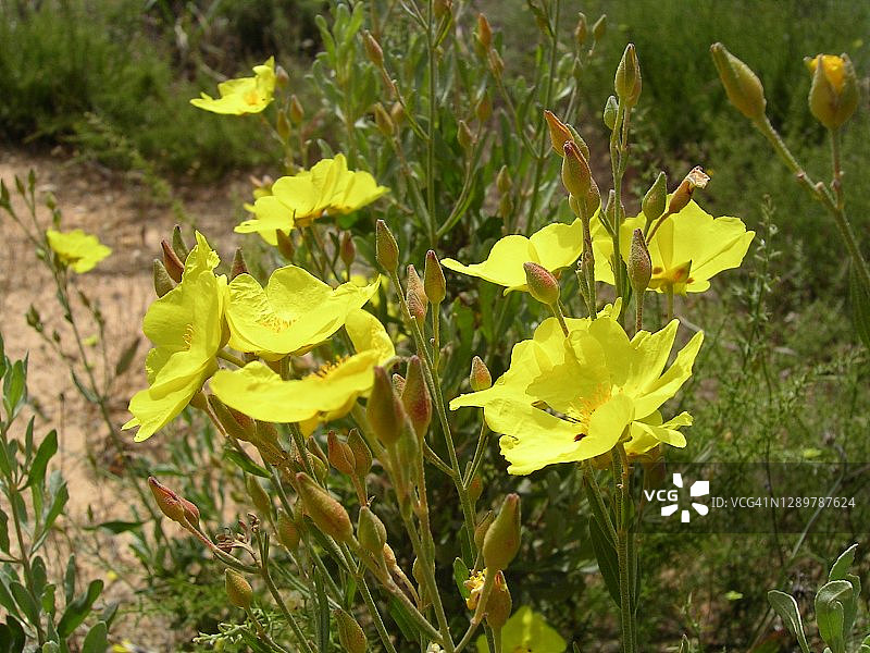 岩蔷薇(Halimium halimifolium)图片素材