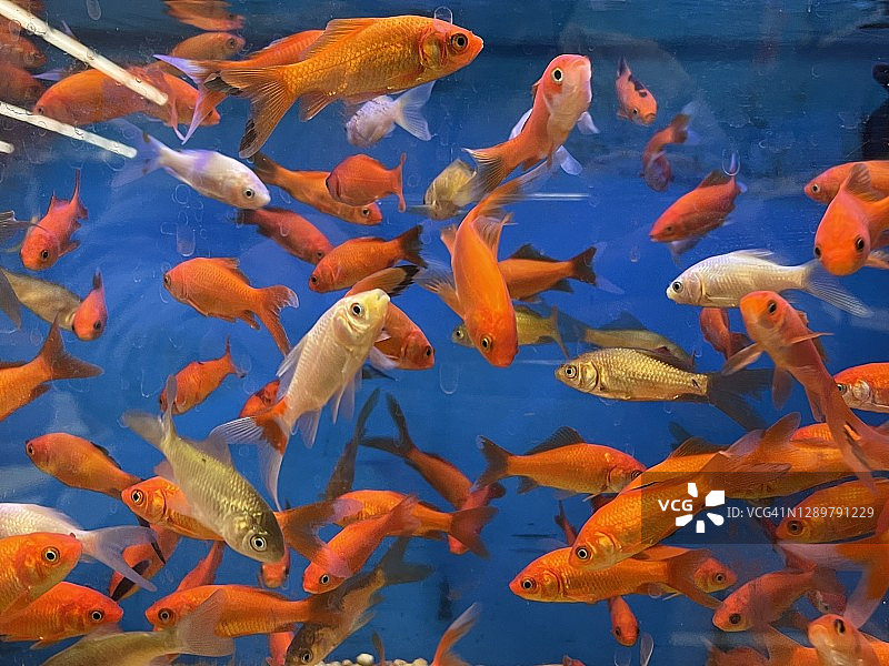 水族箱中的金鱼饵料图片素材