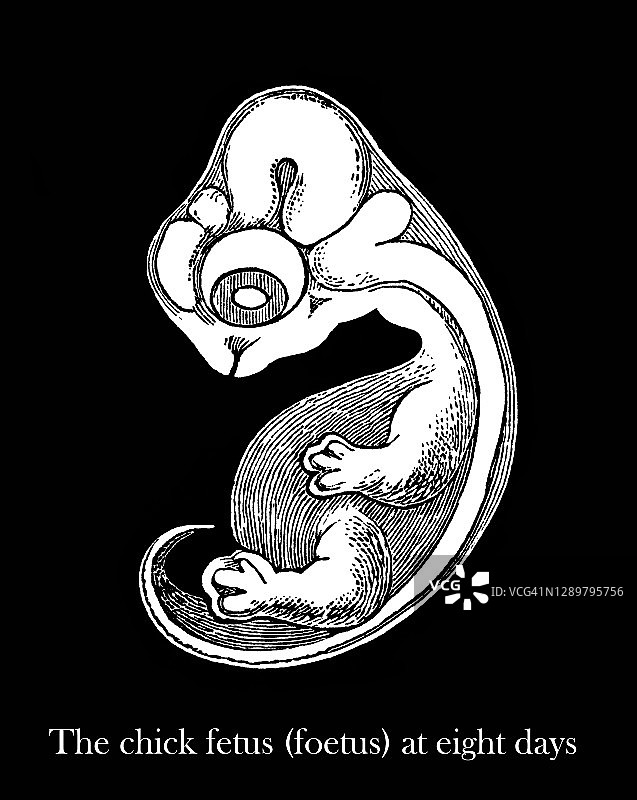 鸡胚胎八天大雕刻古图图片素材