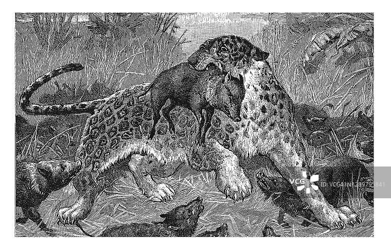 生活斗争——强者捕食的老式雕刻插图（斯坦利·伯克利）图片素材