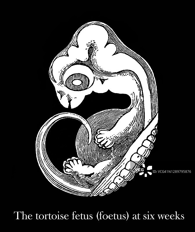 乌龟胚胎六周大时的古老雕刻插图图片素材