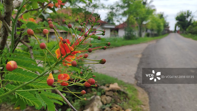 红蝴蝶图片素材