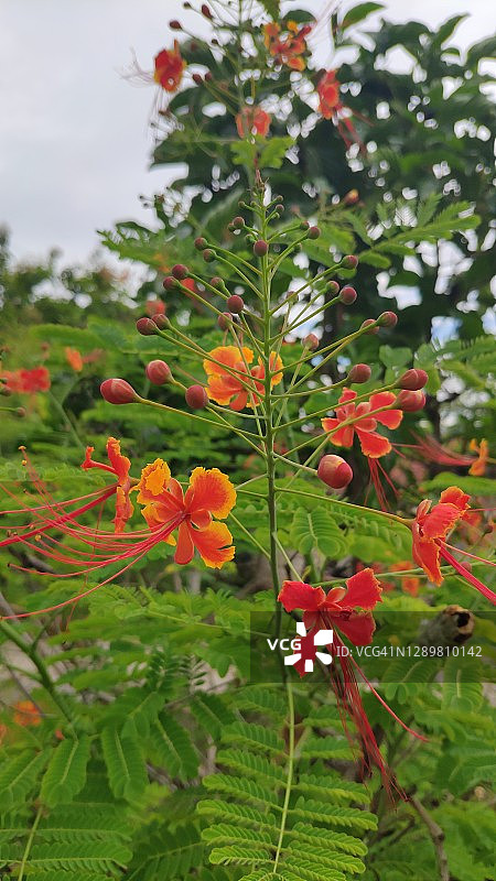 红蝴蝶图片素材