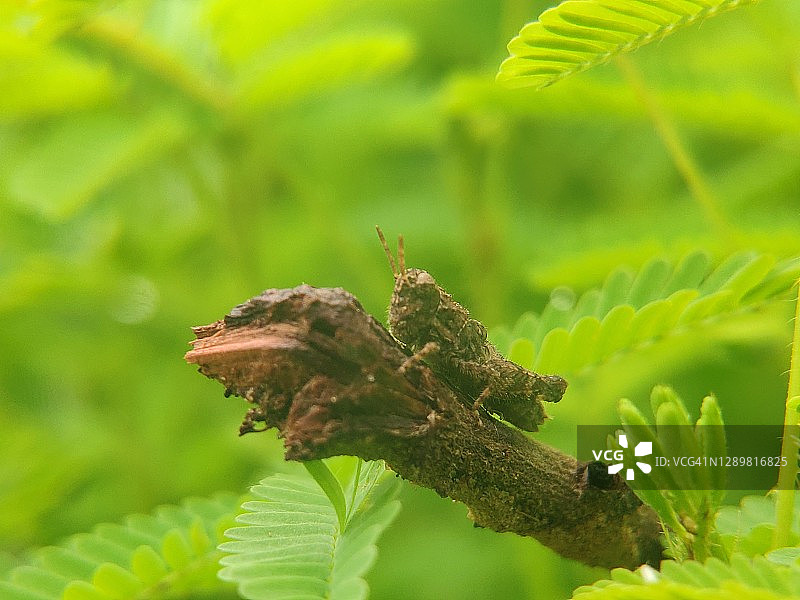 Pezotettix giornae图片素材