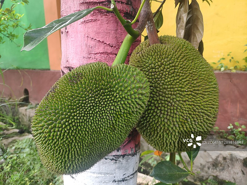 菠萝蜜图片素材