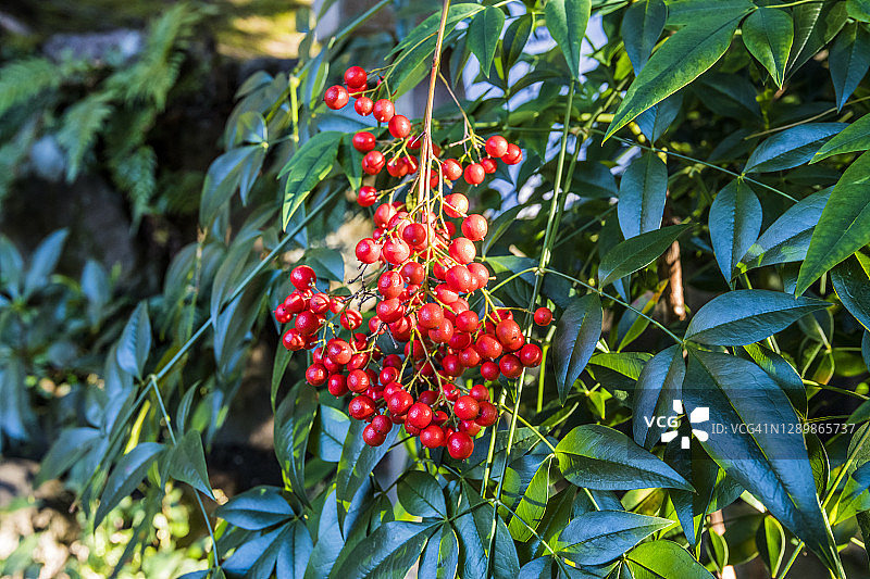 南天竹的果实图片素材