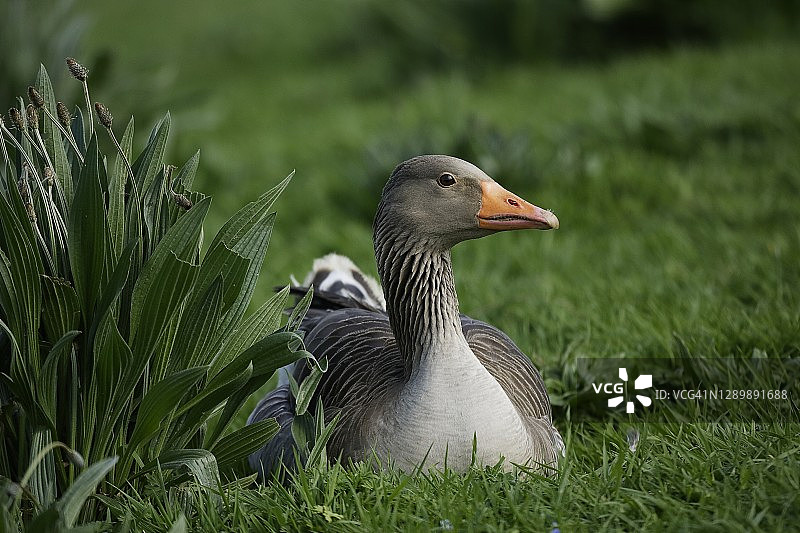 灰雁与车前草栖息在草地上图片素材