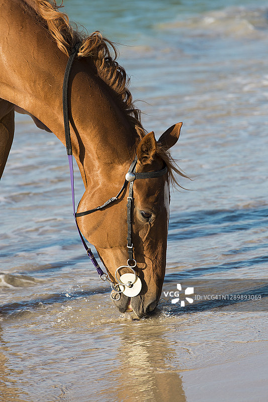 海滩上的马图片素材