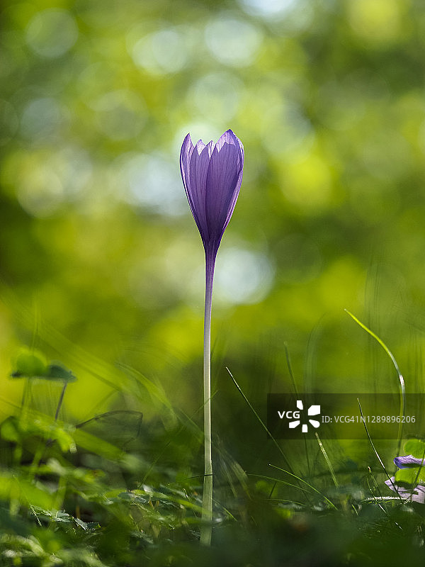 早秋时节，秋水仙以其紫色的花朵点缀着森林空地。秋水仙。图片素材
