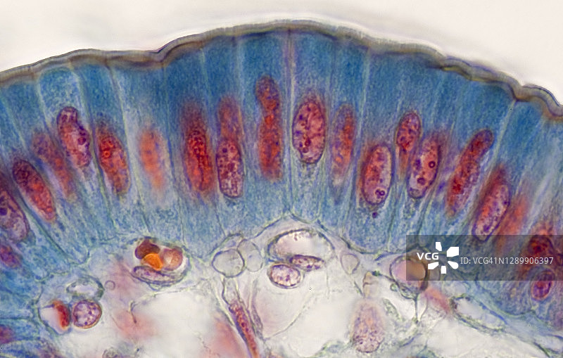 小肠柱状上皮细胞，250X图片素材