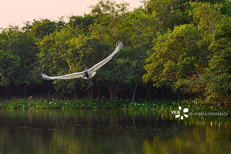 潘塔纳尔湿地的美洲鹮图片素材