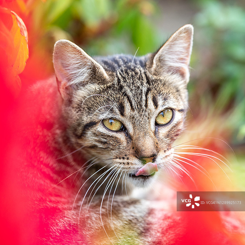 方形猫肖像图片素材