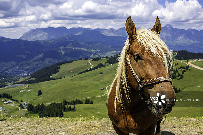 法国阿尔卑斯山博福尔地区，圣热尔韦和梅热夫之间的一匹马的肖像图片素材