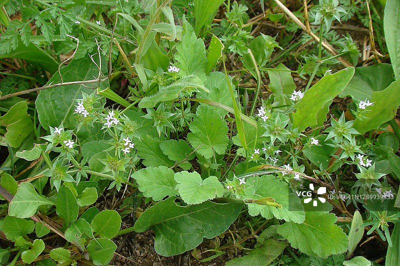 麦茬田图片素材