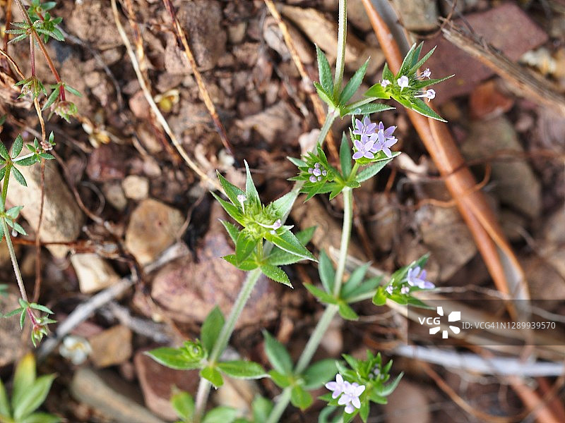 麦茬田图片素材