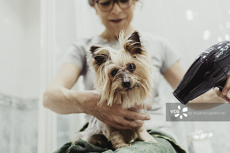 年长女人给狗狗洗完澡后用吹风机吹干图片素材