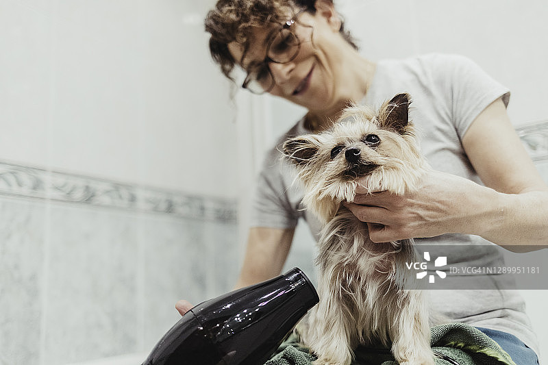 老年妇女用吹风机给狗狗洗澡后吹干毛发图片素材