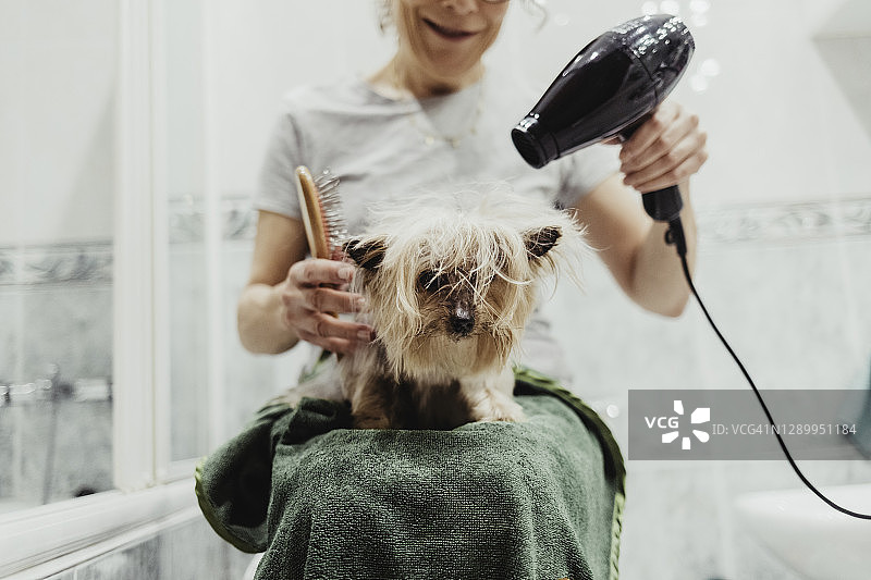 女子用吹风机给宠物狗洗澡后吹干图片素材