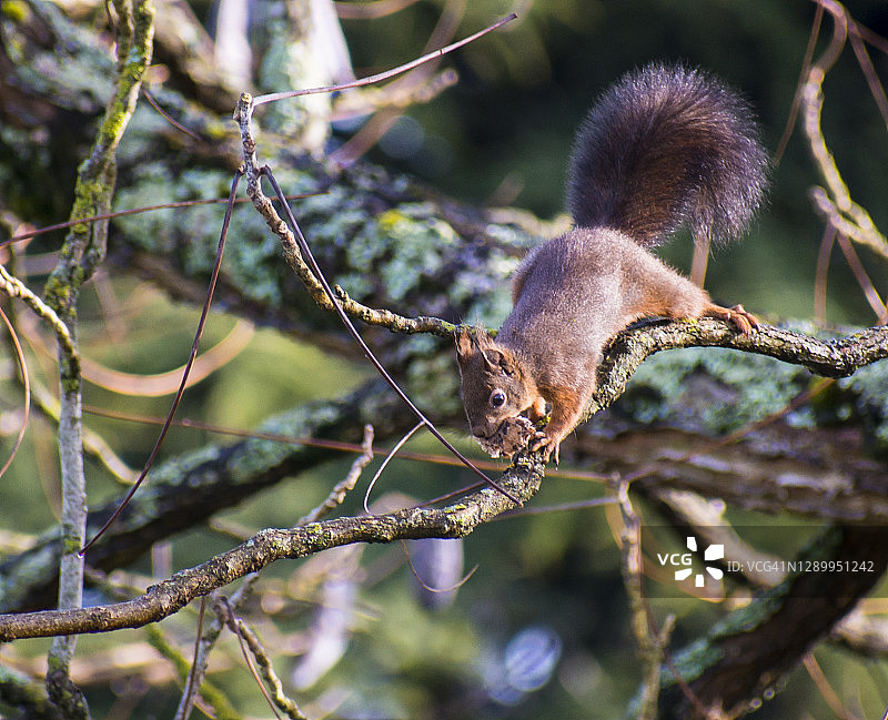 树上的松鼠图片素材