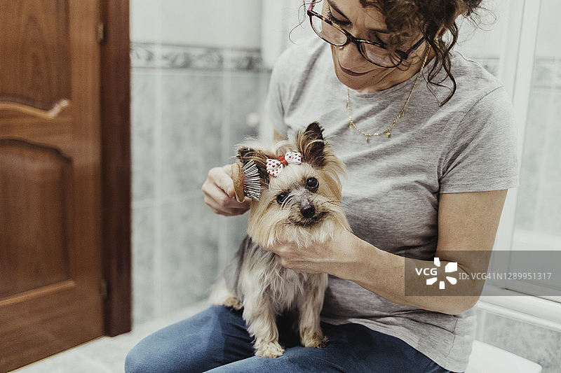 老妇人为她的狗洗完澡后梳理毛发图片素材