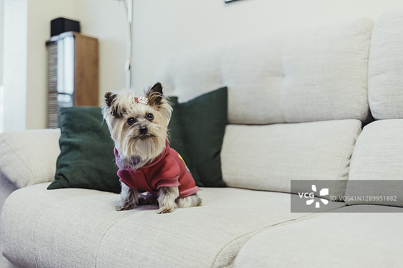 沙发上精心打扮的小狗肖像图片素材