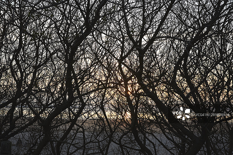 夕阳树枝的抽象照片图片素材