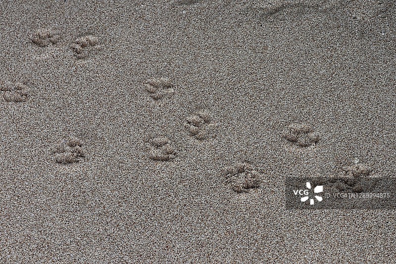 全画幅沙滩上的狗足迹图片素材