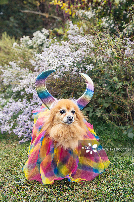穿着服装的狗，戴着角的博美犬图片素材