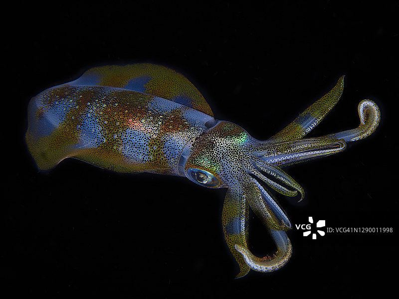 莱氏拟乌贼图片素材