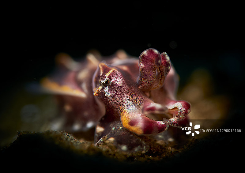 华丽的乌贼图片素材