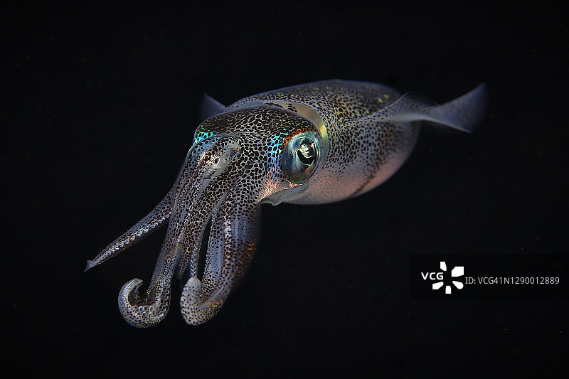 莱氏拟乌贼图片素材