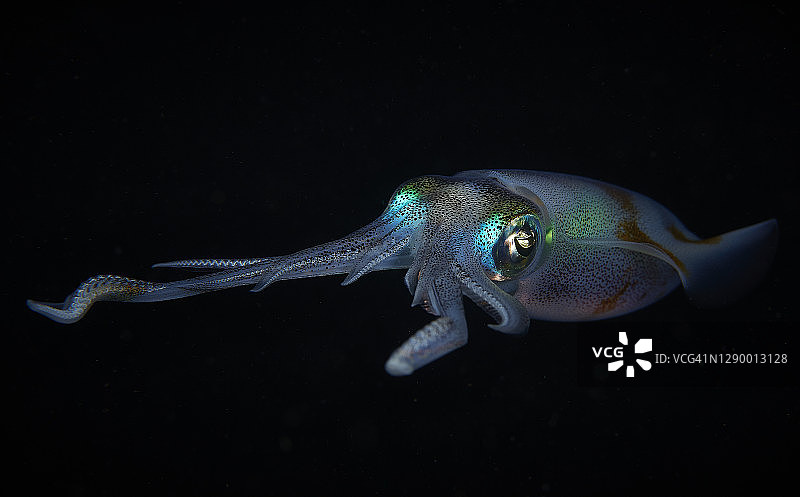 莱氏拟乌贼图片素材