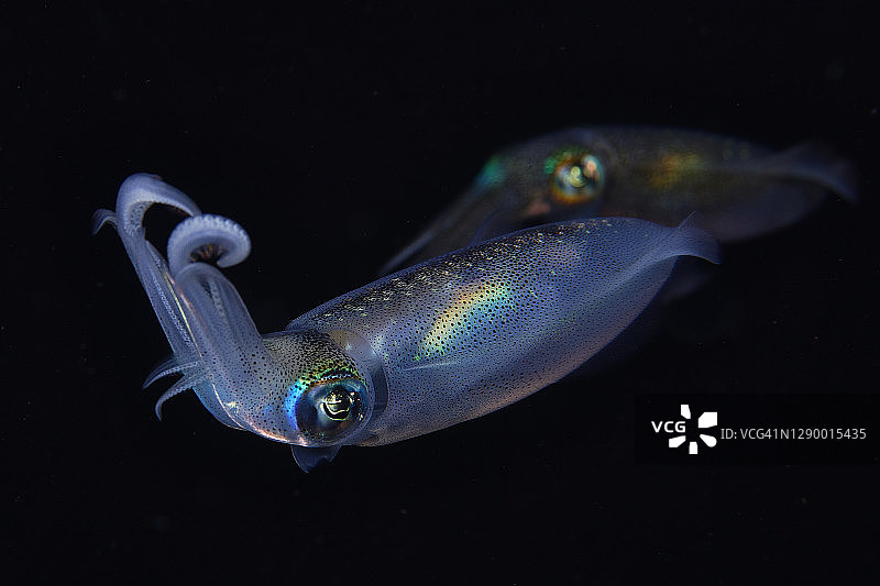 莱氏拟乌贼图片素材