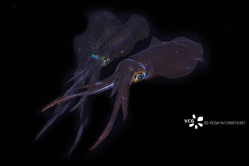 莱氏拟乌贼图片素材