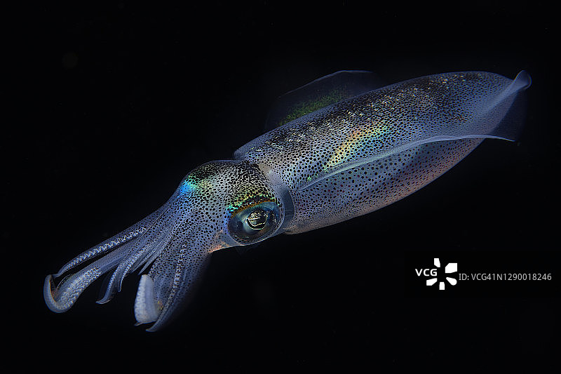 莱氏拟乌贼图片素材