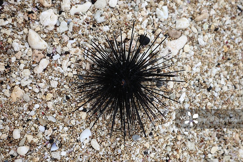 海胆特写图片素材