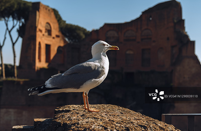 在罗马帕拉蒂尼山地区休息的海鸥图片素材