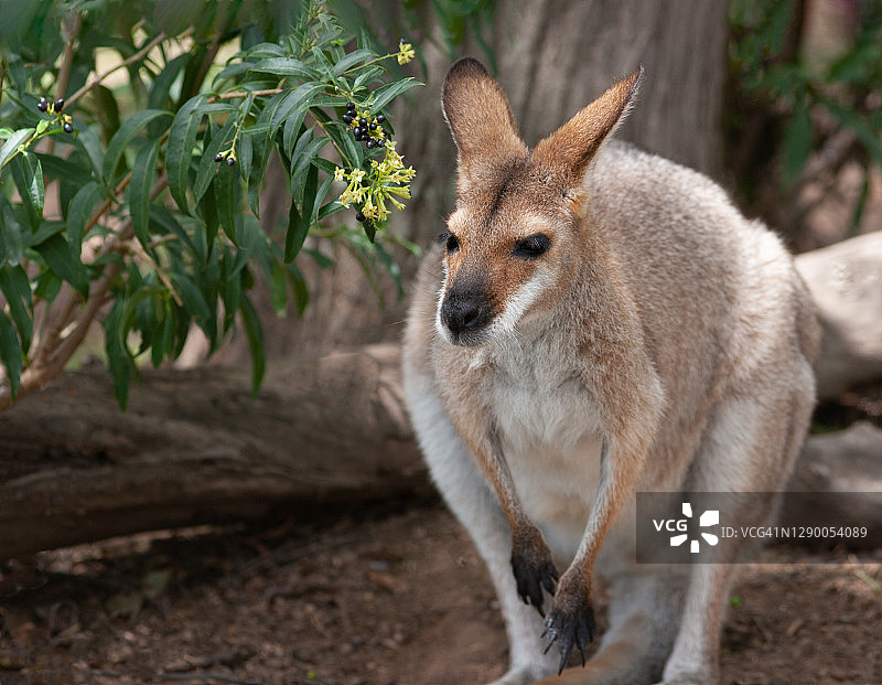 小袋鼠图片素材