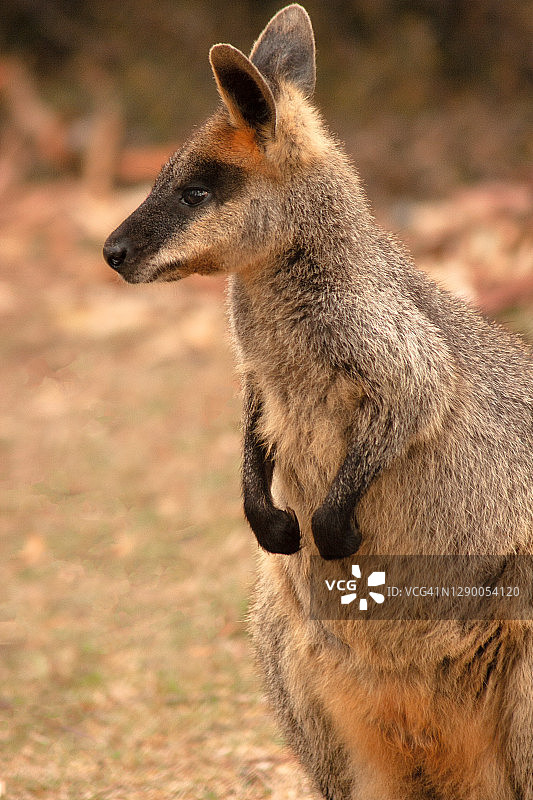 小袋鼠图片素材